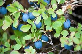 Attēlu rezultāti vaicājumam “Vaccinium uliginosum”