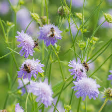 Image result for Knautia arvensis