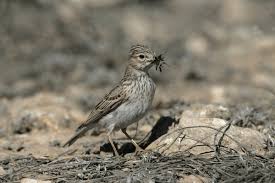 Image result for Calandrella rufescens