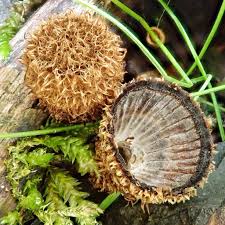 Attēlu rezultāti vaicājumam “Cyathus striatus”