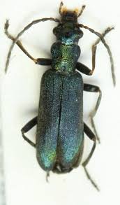 Attēlu rezultāti vaicājumam “Chrysanthia viridissima”