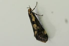 Attēlu rezultāti vaicājumam “Denisia similella”