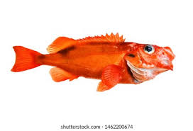 Image result for Sebastes fasciatus