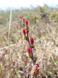 Attēlu rezultāti vaicājumam “Betula nana female flower”