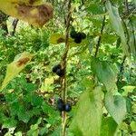 Attēlu rezultāti vaicājumam “Menispermum dauricum”