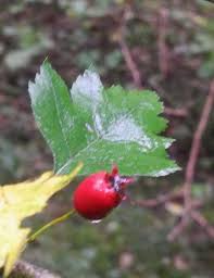 Attēlu rezultāti vaicājumam “Crataegus x macrocarpa”