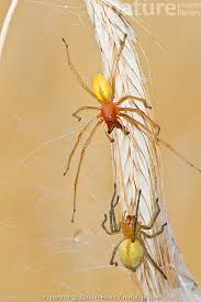 Attēlu rezultāti vaicājumam “Cheiracanthium sp. male”