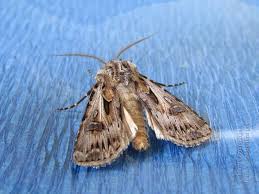 Attēlu rezultāti vaicājumam “Agrotis vestigialis”