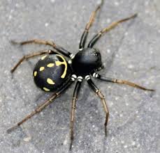 Attēlu rezultāti vaicājumam “Neottiura bimaculata female”