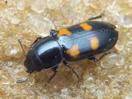 Attēlu rezultāti vaicājumam “Glischrochilus quadripunctatus”