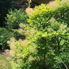 Attēlu rezultāti vaicājumam “Cotinus coggygria flower”