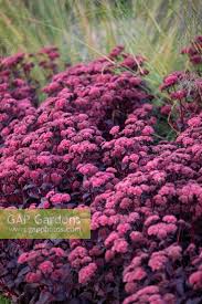 Attēlu rezultāti vaicājumam “Hylotelephium telephium flower”