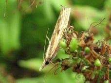 Attēlu rezultāti vaicājumam “Pediasia contaminella”