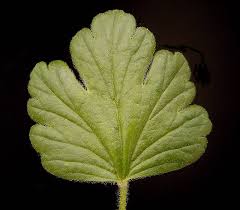 Attēlu rezultāti vaicājumam “Ribes uva-crispa leaf”