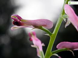 Attēlu rezultāti vaicājumam “Fumaria officinalis leaf”