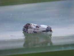 Attēlu rezultāti vaicājumam “Cochylis dubitana”