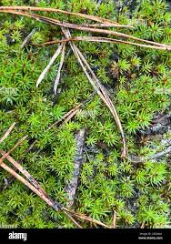 Attēlu rezultāti vaicājumam “Pogonatum urnigerum”