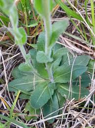 Attēlu rezultāti vaicājumam “Arabis hirsuta flower”