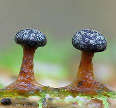 Attēlu rezultāti vaicājumam “Diderma tigrinum stalked”