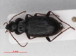 Attēlu rezultāti vaicājumam “Nebria brevicollis”