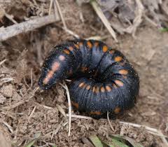 Attēlu rezultāti vaicājumam “Cucullia lucifuga”