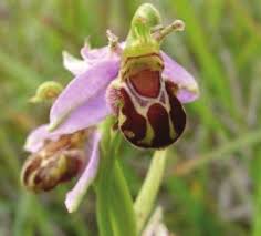 Attēlu rezultāti vaicājumam “Badhamia lilacina sessile”