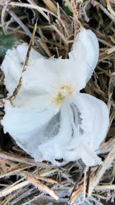 Attēlu rezultāti vaicājumam “Frost Flowers”