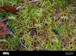 Attēlu rezultāti vaicājumam “Hylocomiastrum umbratum”