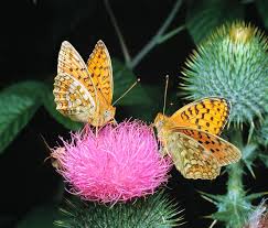 Attēlu rezultāti vaicājumam “Argynnis niobe”