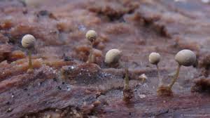 Attēlu rezultāti vaicājumam “Arcyria globosa”