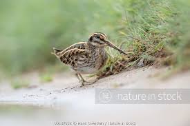 Image result for Lymnocryptes minimus