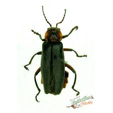 Attēlu rezultāti vaicājumam “Cantharis rustica”