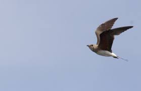 Image result for Glareola pratincola