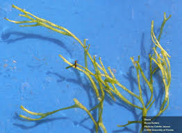 Attēlu rezultāti vaicājumam “Riccia”