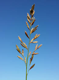 Attēlu rezultāti vaicājumam “Festuca pratensis”