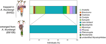 Attēlu rezultāti vaicājumam “Phronia sp. larva”