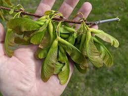 Attēlu rezultāti vaicājumam “Acer saccharinum fruit”