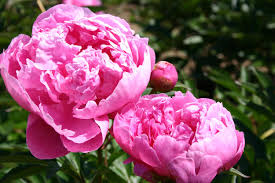 Image result for Pfingstrose