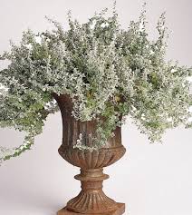 Image result for Helichrysum lindleyii