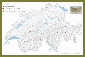 Attēlu rezultāti vaicājumam “Epiblema grandaevana”