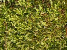 Attēlu rezultāti vaicājumam “Bazzania trilobata”