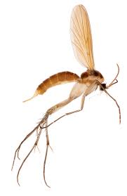 Attēlu rezultāti vaicājumam “Mycetophilidae”