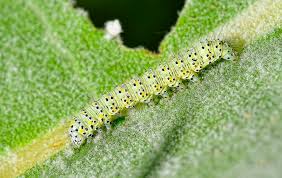 Attēlu rezultāti vaicājumam “Cucullia verbasci”