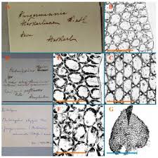 Attēlu rezultāti vaicājumam “Jungermannia hyalina”
