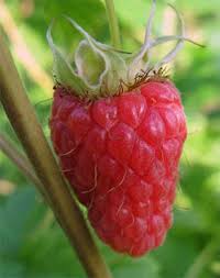Attēlu rezultāti vaicājumam “Rubus idaeus fruit”