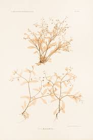 Attēlu rezultāti vaicājumam “Myosotis sparsiflora”