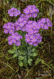 Attēlu rezultāti vaicājumam “Primula farinosa bud”