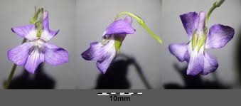 Attēlu rezultāti vaicājumam “Viola rupestris flower”