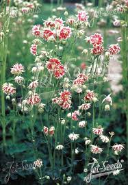 Image result for Aquilegia vulgaris `Nora Barlow`