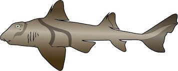 Image result for Heterodontus portusjacksoni